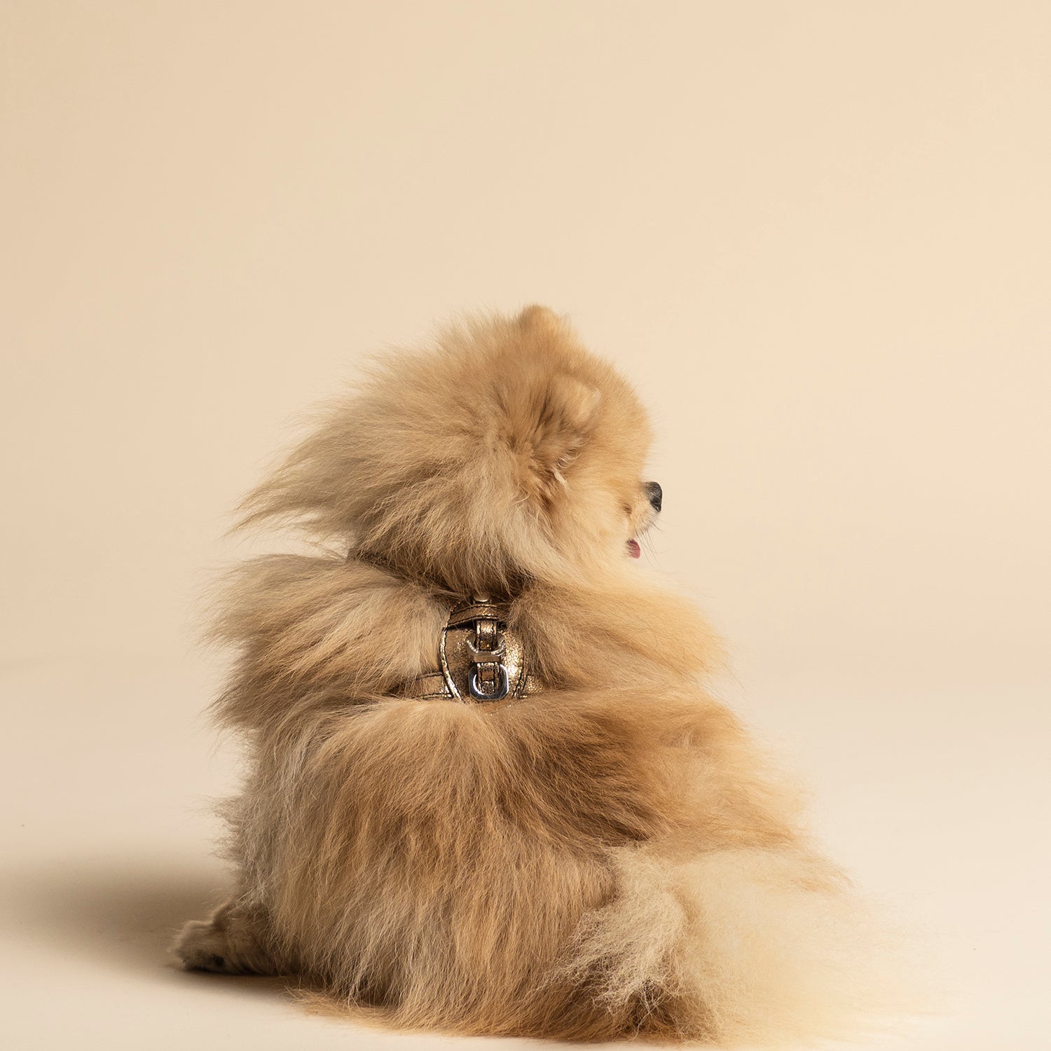 Pettorina - Limited Edition - Laminato Oro - My Light
